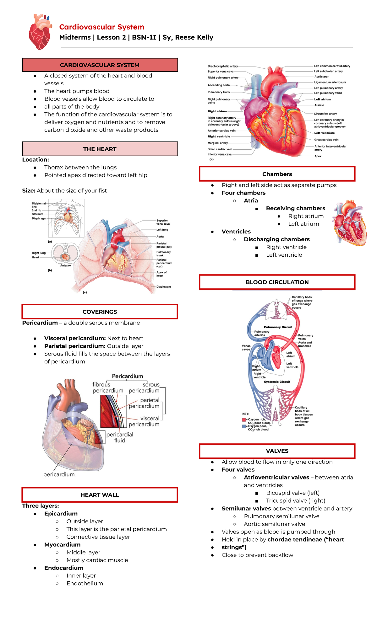 Cardiovascular System - Studocu