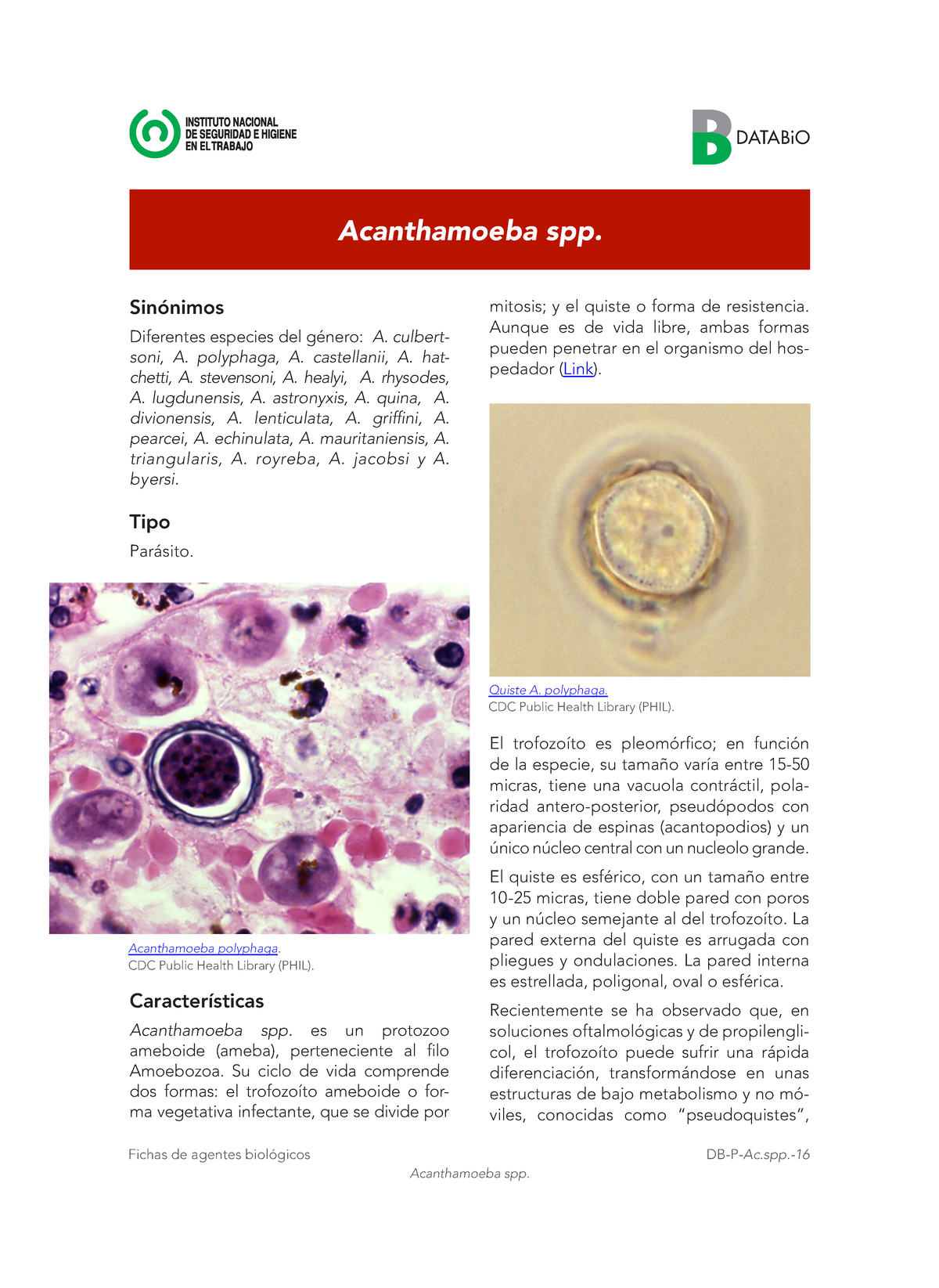 ciclo de vida de la acanthamoeba