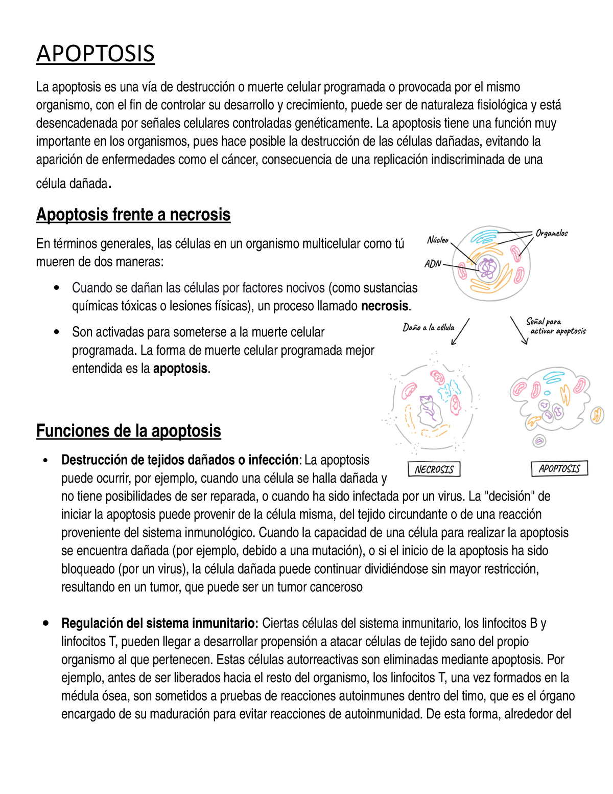 Apoptosis Resumen Biologia Studocu