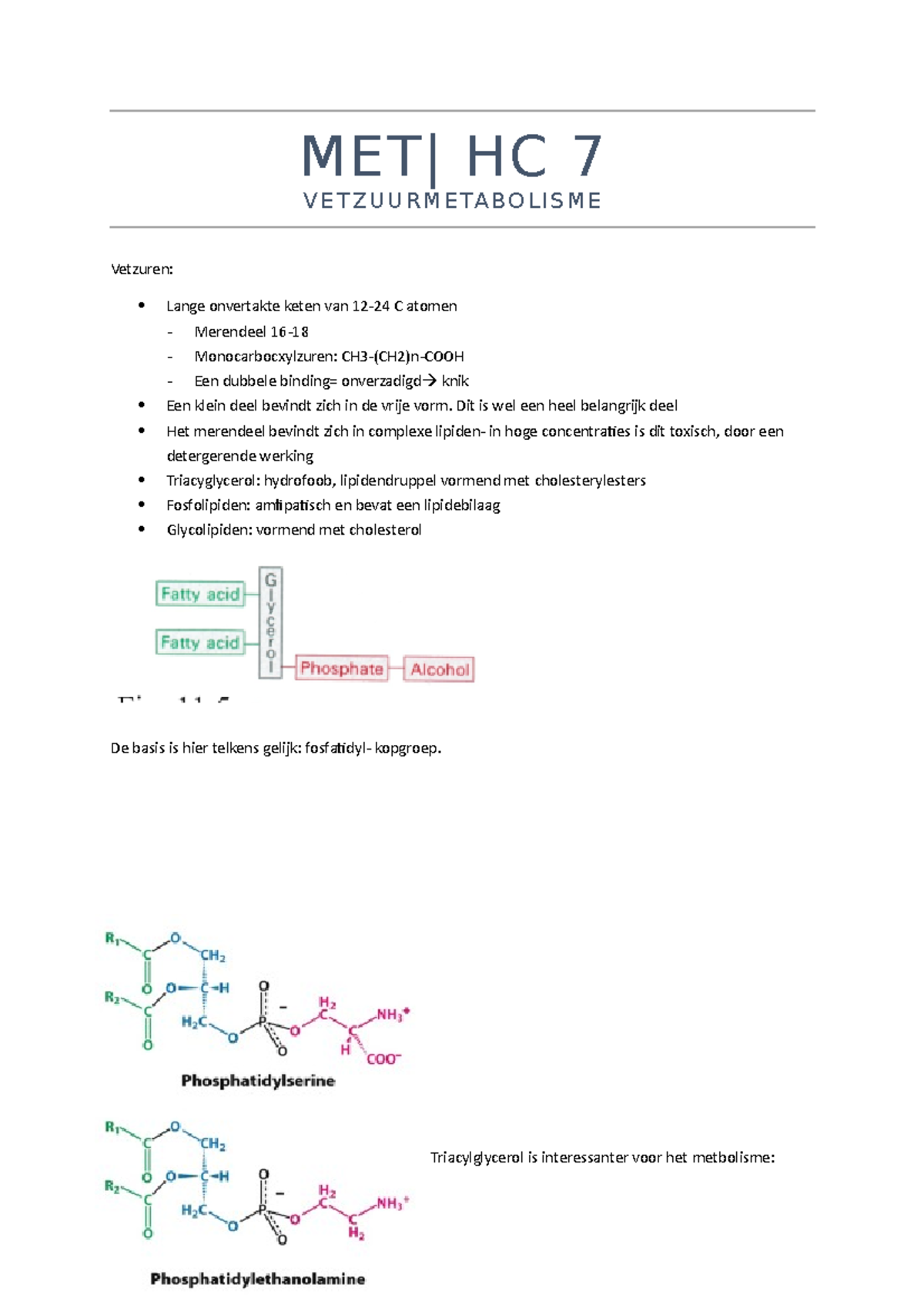 Metabolisme HC 7 Vetzuursynthese - HC 7 V ET Z U U R M E T A B O L I S ...