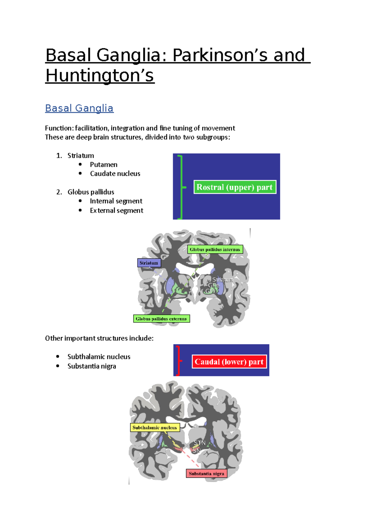 Basal Ganglia - Parkinson's and Huntington's - Basal Ganglia: Parkinson ...