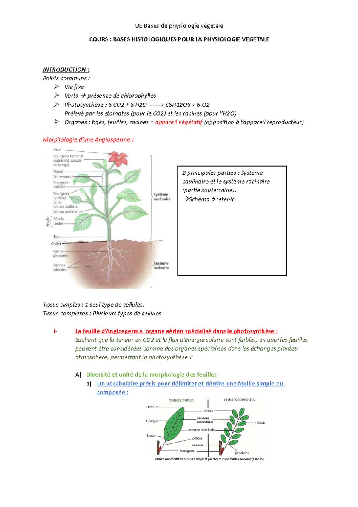 1-Cours 1-Bases histologiques pour la physiologie végétale - COURS ...