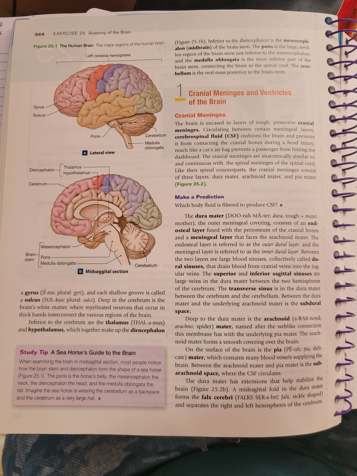 20230305 121245 - this talks about the brain and what each part does ...