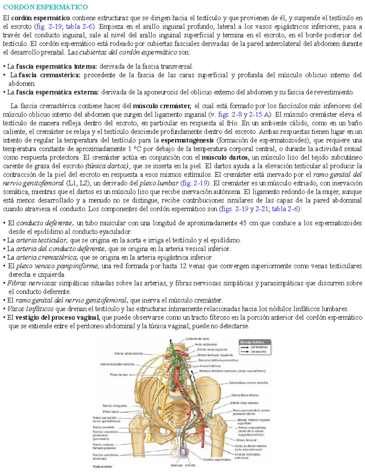 Moore - Renal - CORDÓN ESPERMÁTICO El cordón espermático contiene ...