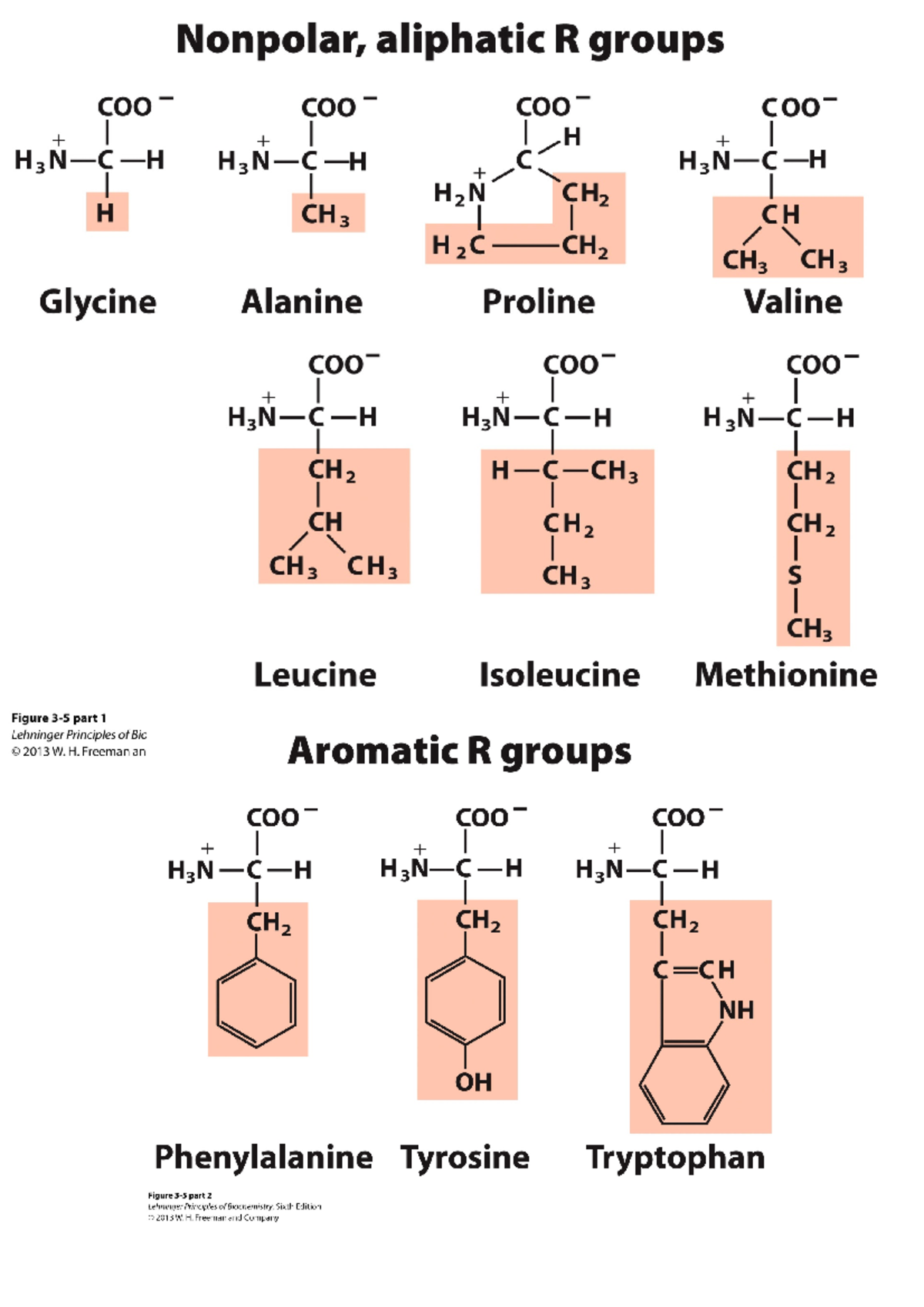 Biochemie 1 Aminozuren - Biochemie 1 - Studeersnel