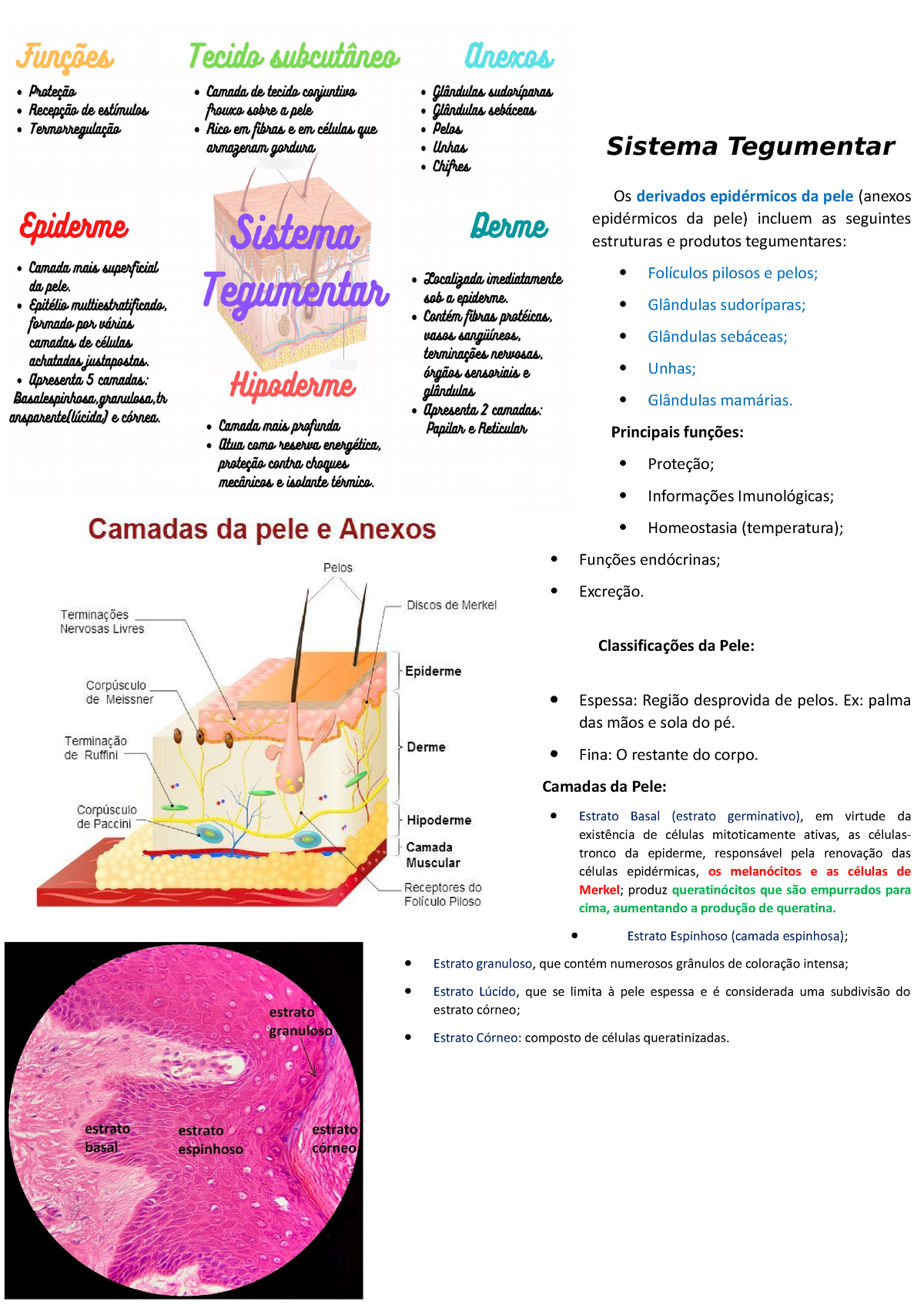 Sistema Tegumentar - Pele E Anexos - Sistema Tegumentar Os Derivados ...