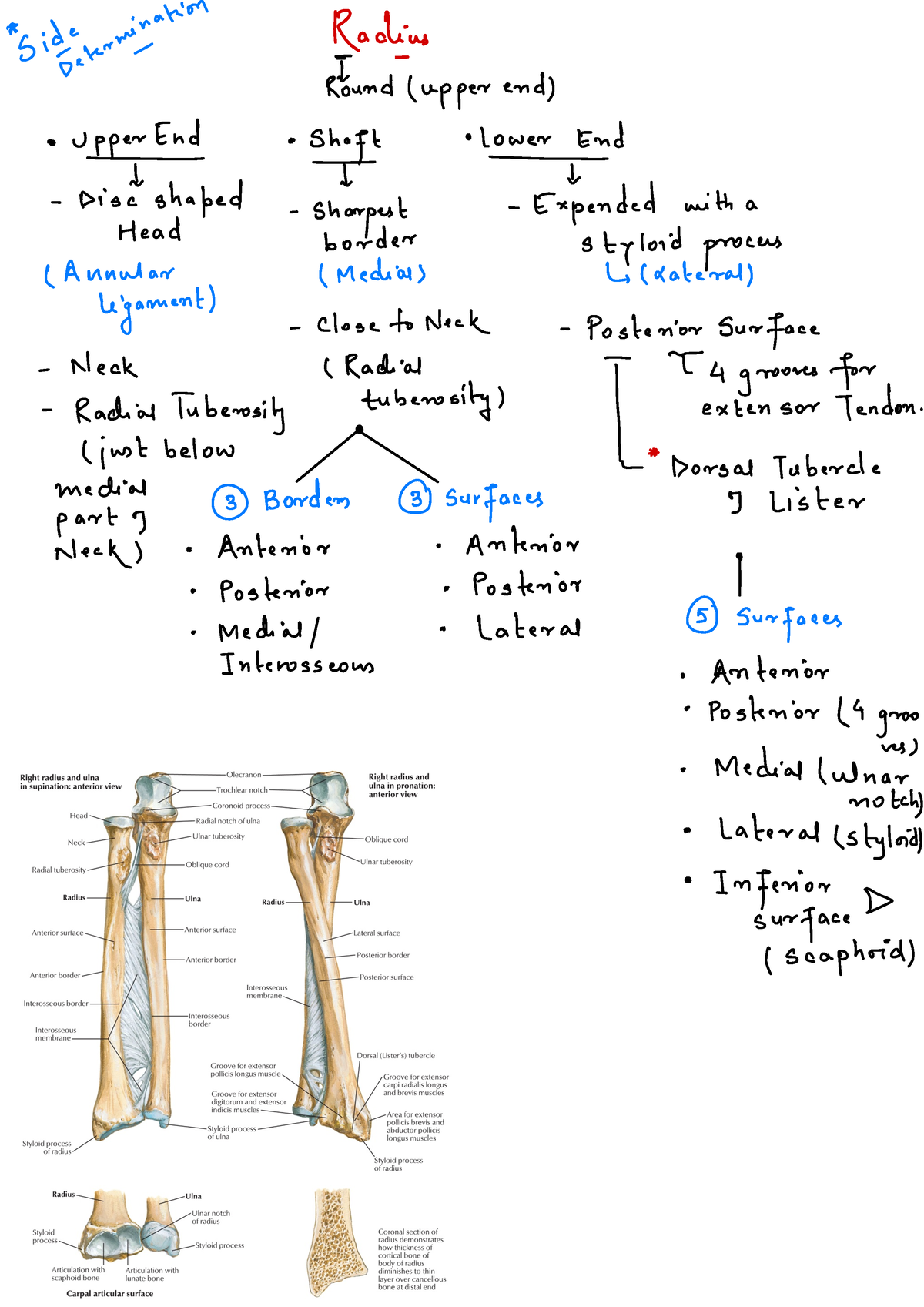 Radius Bone And Attachments Flow Chart B C D A B D Ad C Sidearm M Studocu