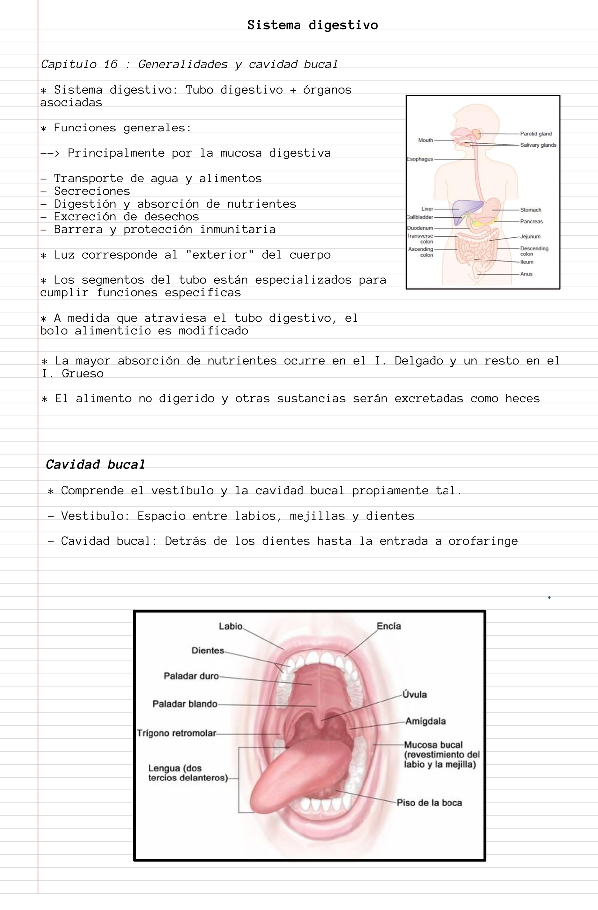 Histologia Sistema Digestivo Sistema Digestivo Capitulo Generalidades Y Cavidad Bucal