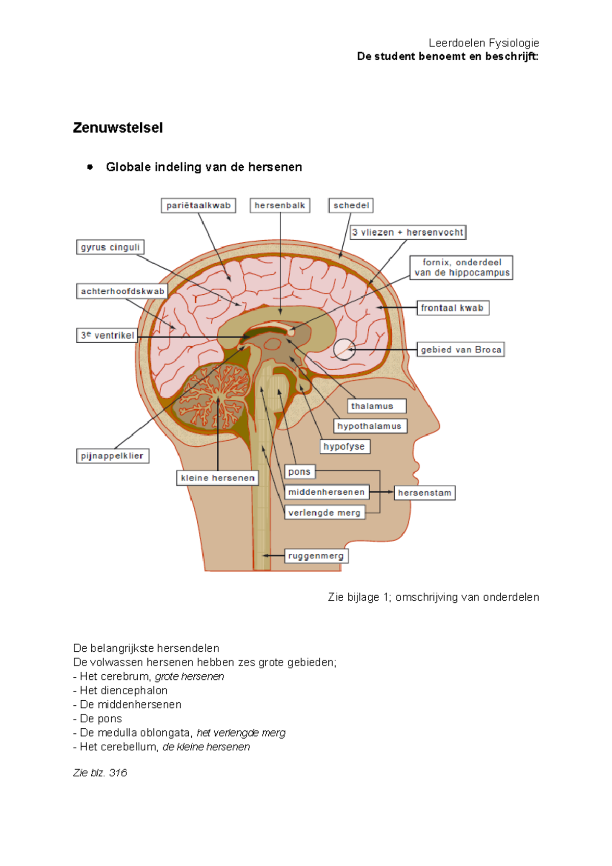 Leerdoelen Fysiologie - De Student Benoemt En Beschrijft: Zenuwstelsel ...