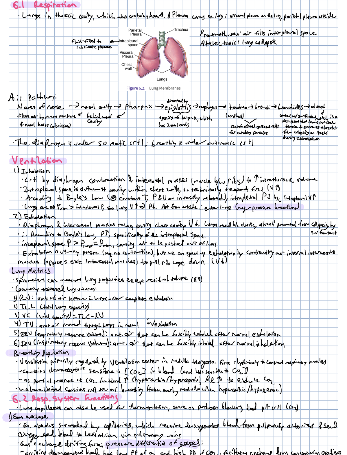 Bio Ch6 Respiratory System - 6 1 Respiration Lungs in - Studocu