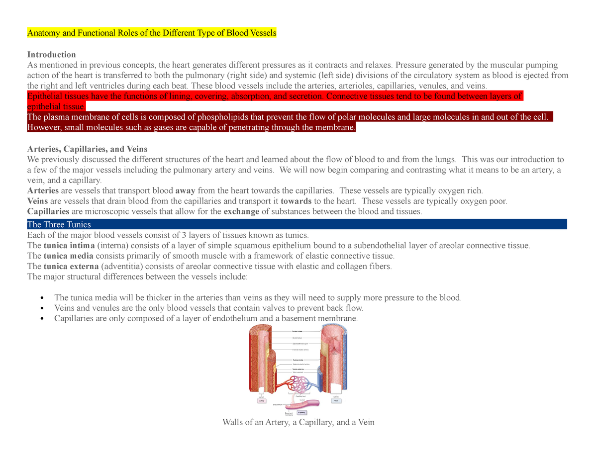 Week 3 Concepts - Edapt - Anatomy And Functional Roles Of The Different ...