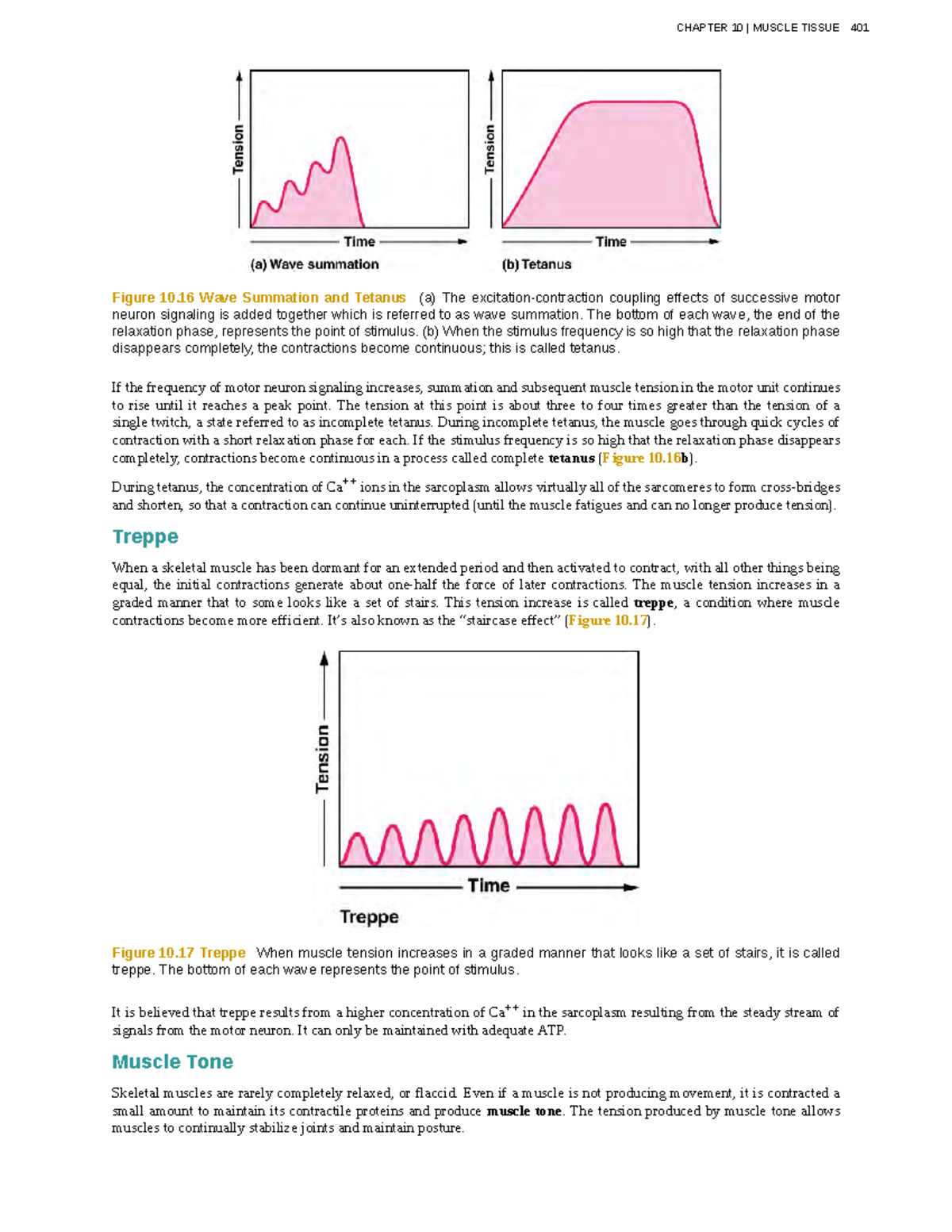 Anatomyphysiology137 Figure 10 Wave Summation and Tetanus (a) The excitationcontraction