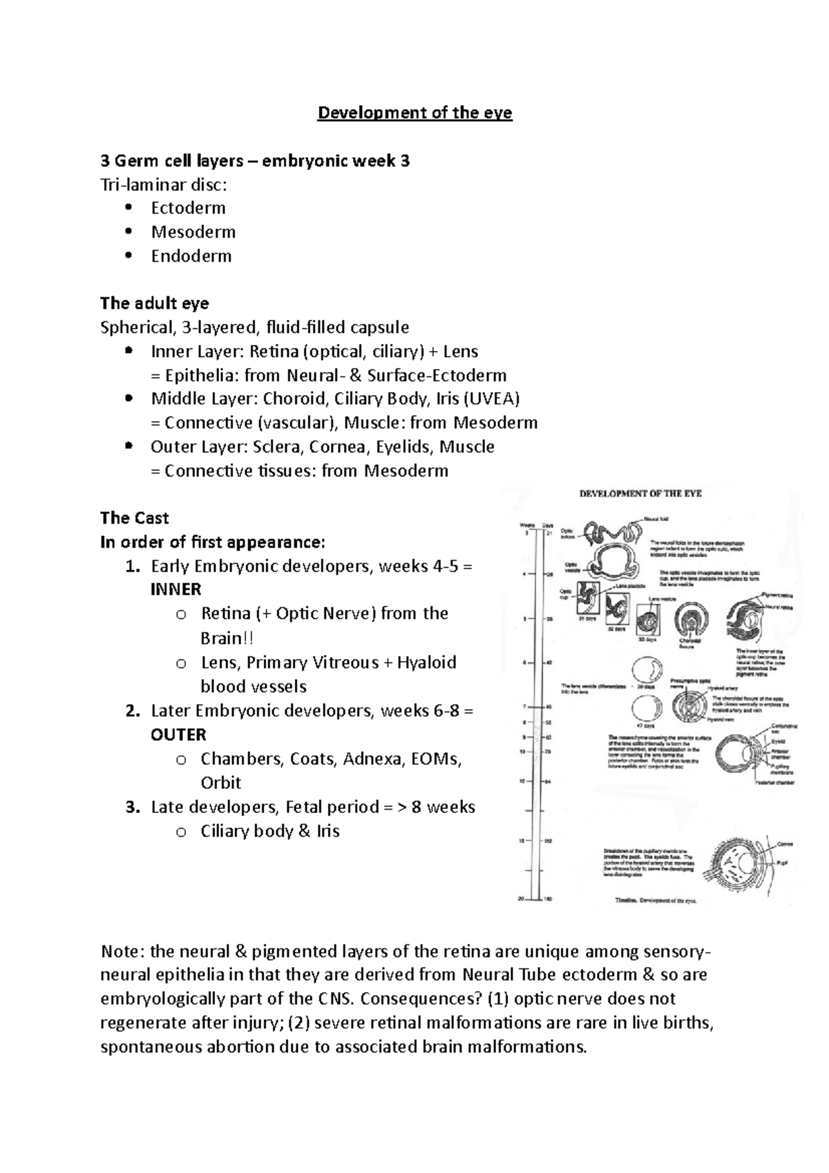 Development of the eye - Early Embryonic developers, weeks 4-5 = INNER ...