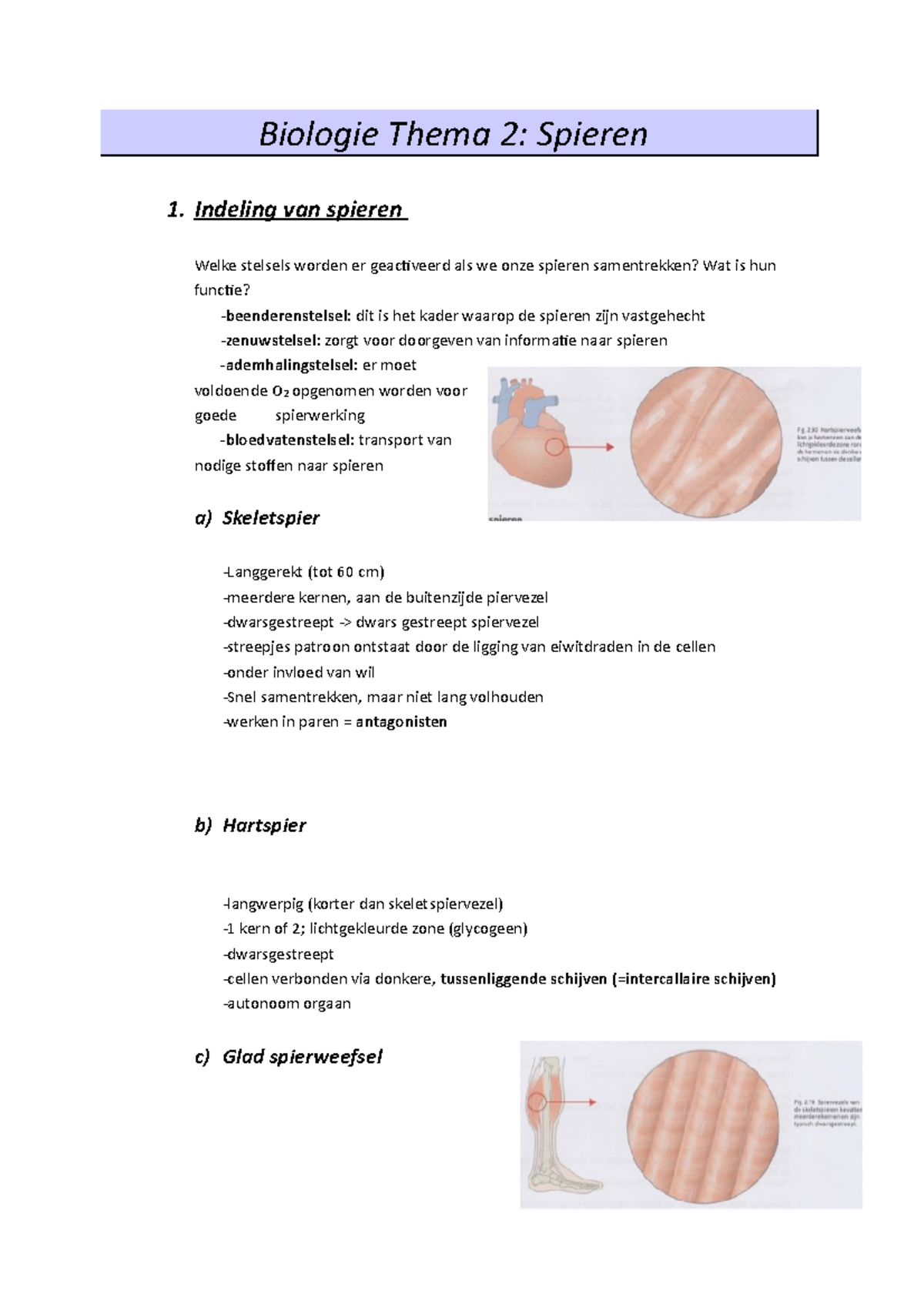 Thema 2 Skelet En Spieren - Biologie Thema 2: Spieren 1. Indeling Van ...