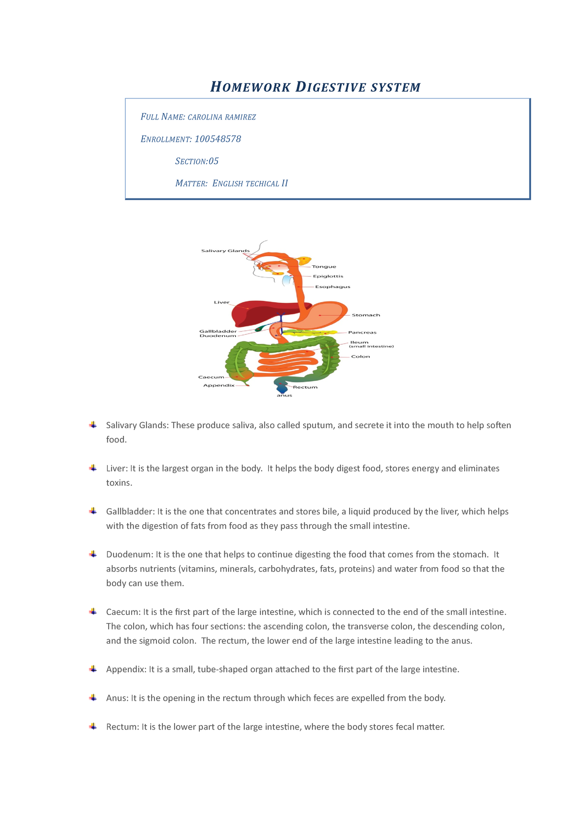 the digestive system homework