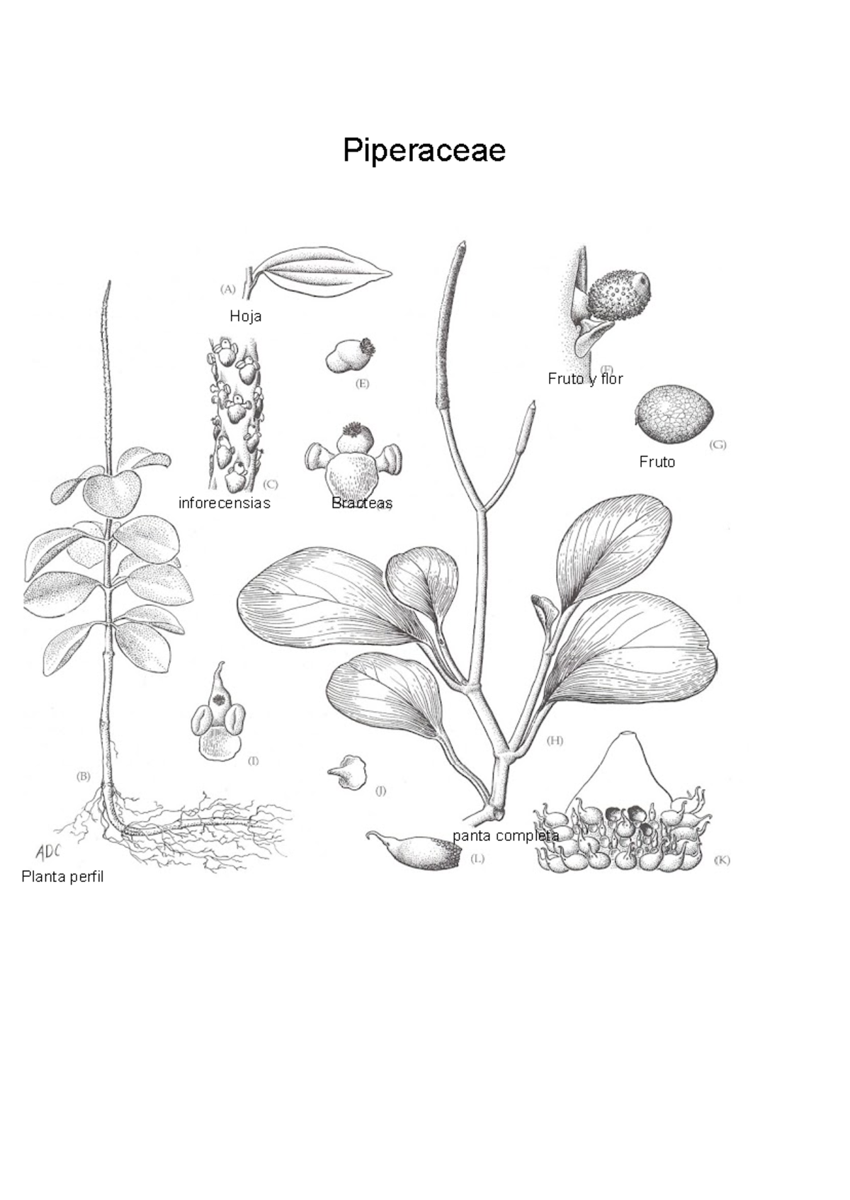 Piperaceae - 516510532 - Biología I - Piperaceae Hoja Fruto y flor ...