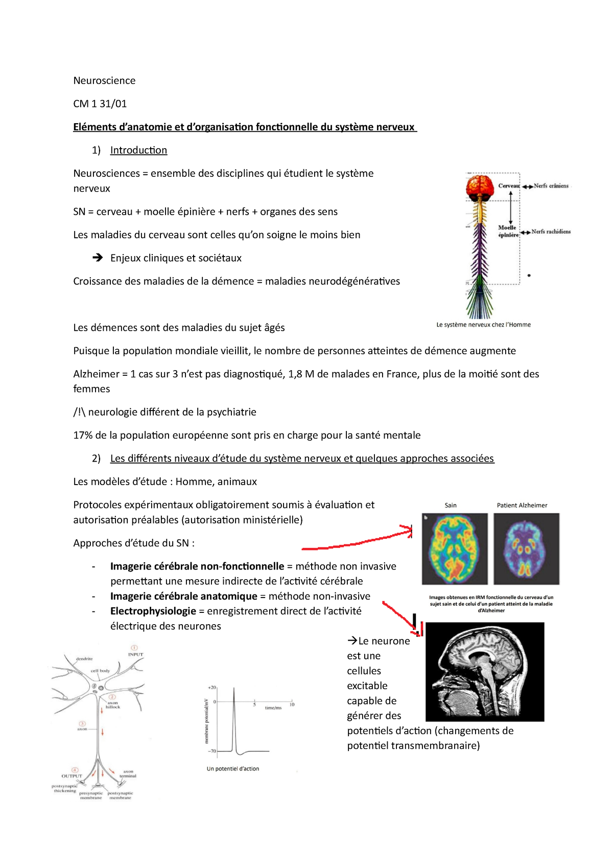 Les nerfs crâniens [Introduction aux Neurosciences Cognitives]