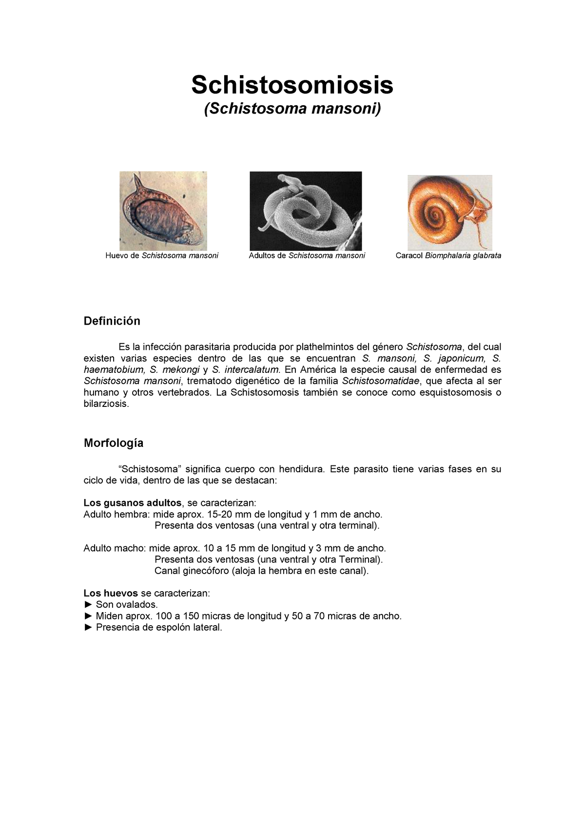 esporoquiste de esquistosoma mansoni