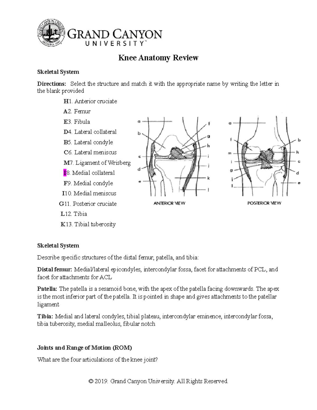 KNEE Anatomy Review Knee Anatomy Review Skeletal System Directions