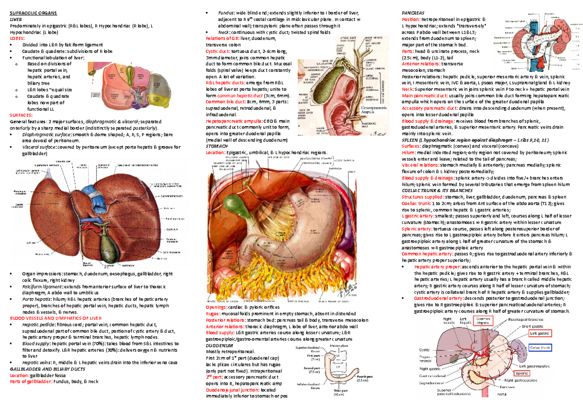 Supracolic Organs - SUPRACOLIC ORGANS LIVER Predominately in epigastric ...