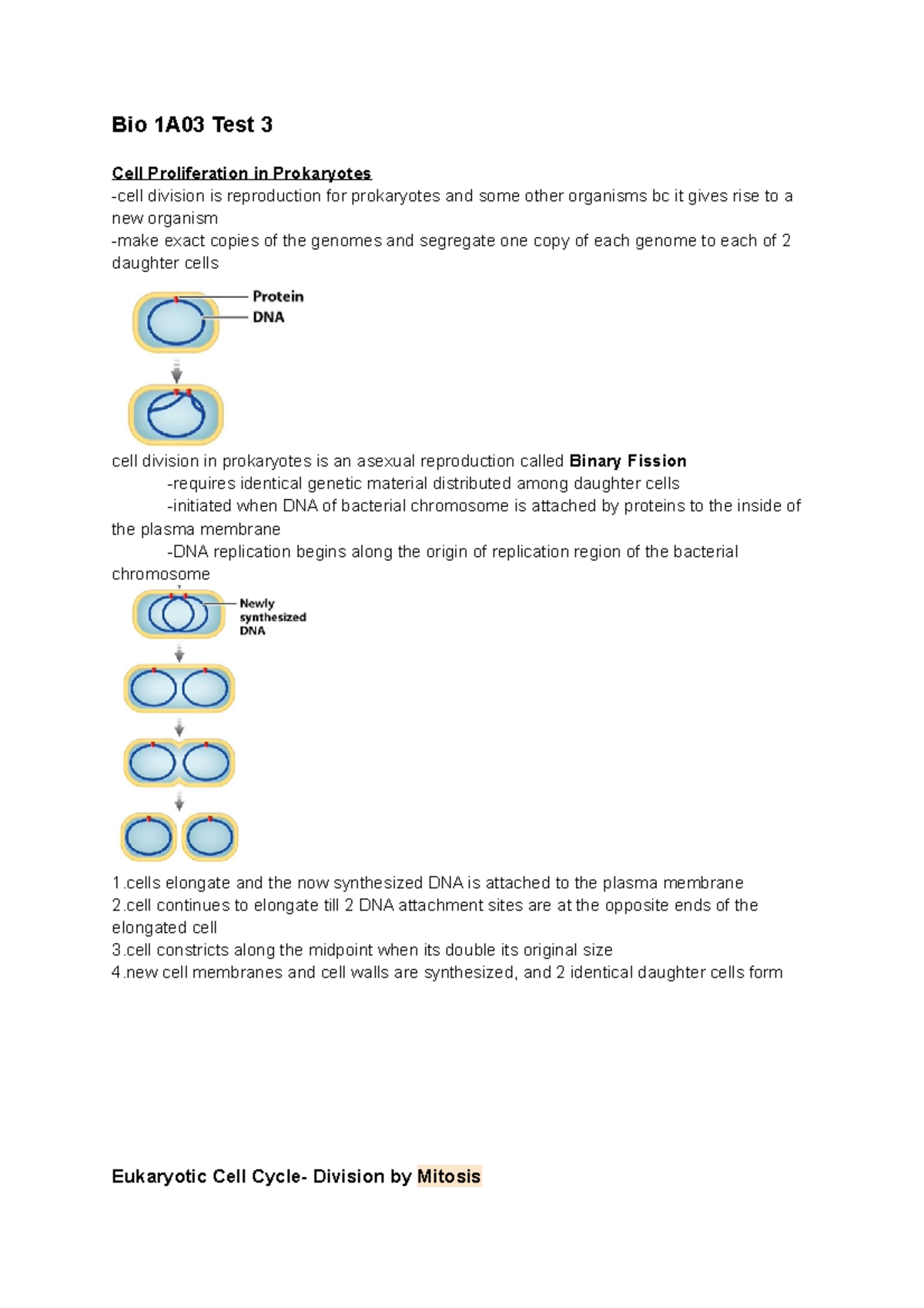 Bio 1a03 Test 3 Notes - Bio 1A03 Test 3 Cell Proliferation In ...