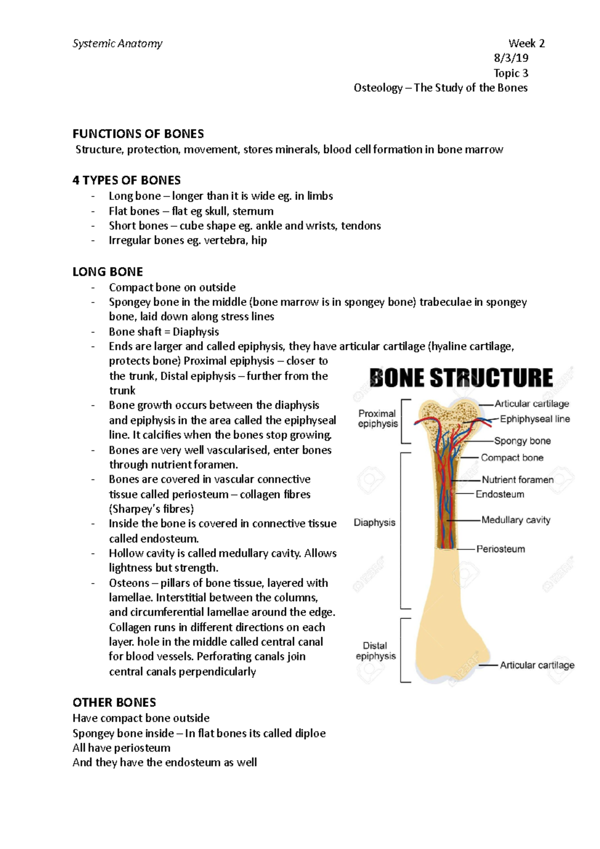 Topic 3 - Thorough lecture notes from Amanda Hawkins Systemic Anatomy ...