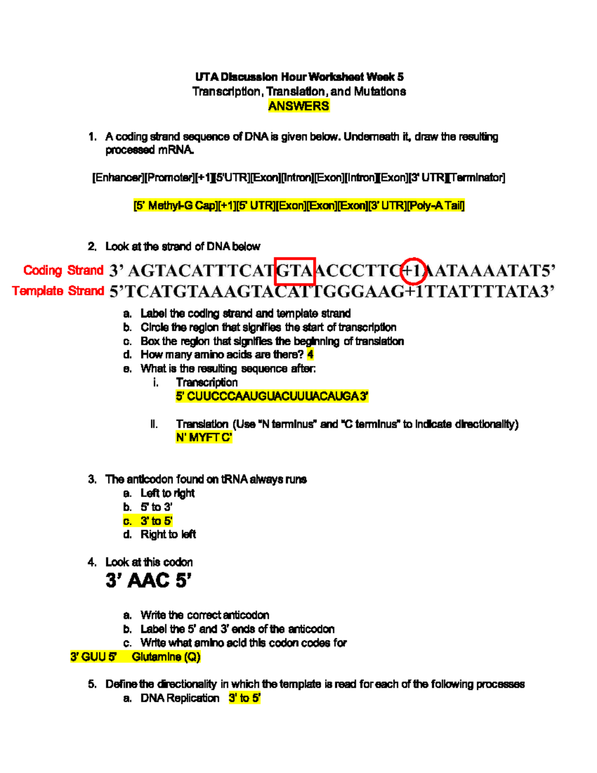 mRNA Transcription Worksheet Answer Key BIO 160 Studocu