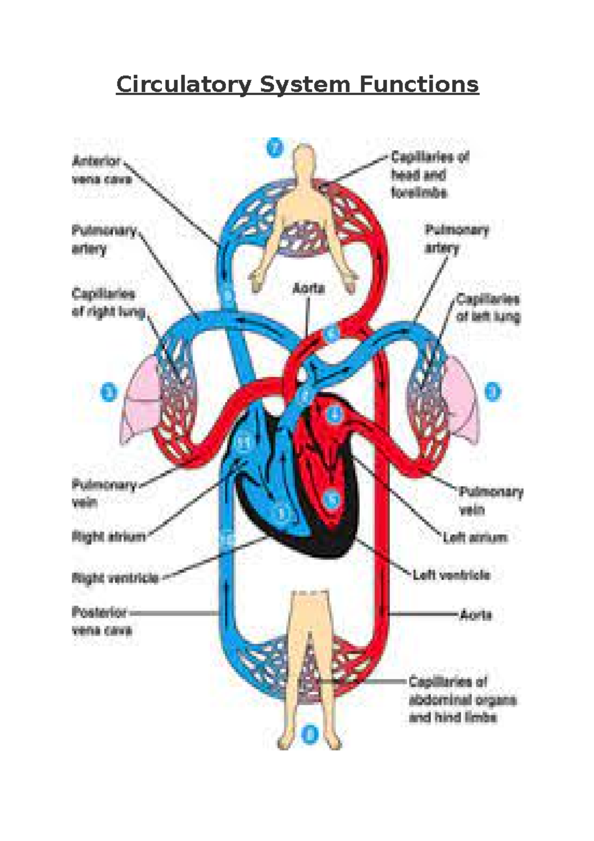 Circulatory System Functions Revision help - Circulatory System ...