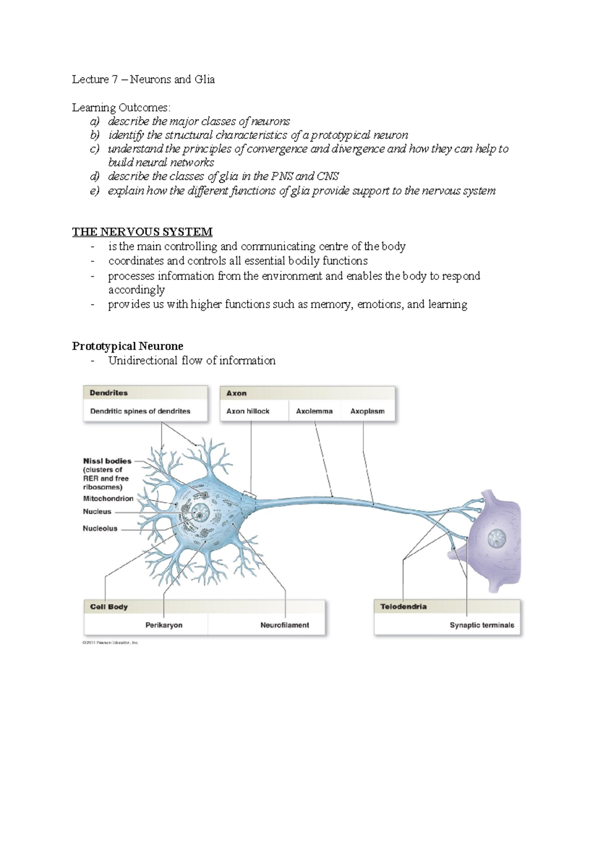 Lecture 7 - notes - Lecture 7 – Neurons and Glia Learning Outcomes: a ...