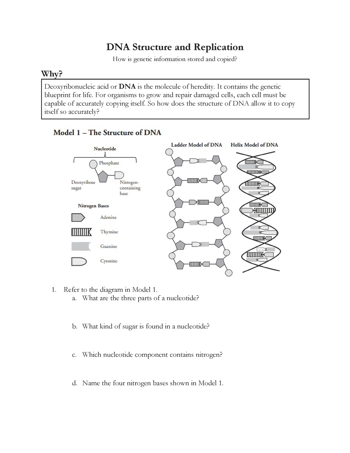 Haley Stimmell - DNA Structure and Replication Pogil - DNA Structure ...