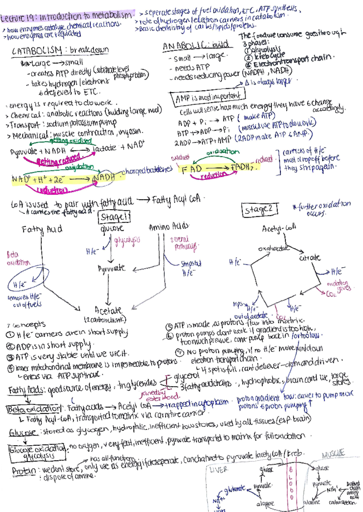 Metabolic Notes Lecture Summaries - BCMB2001 - Studocu