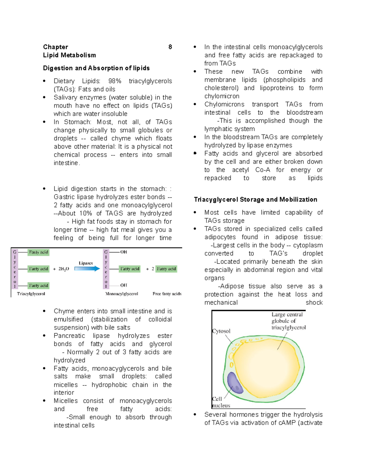 Biochem- Lipidmetabolism - Chapter 8 Lipid Metabolism Digestion and ...
