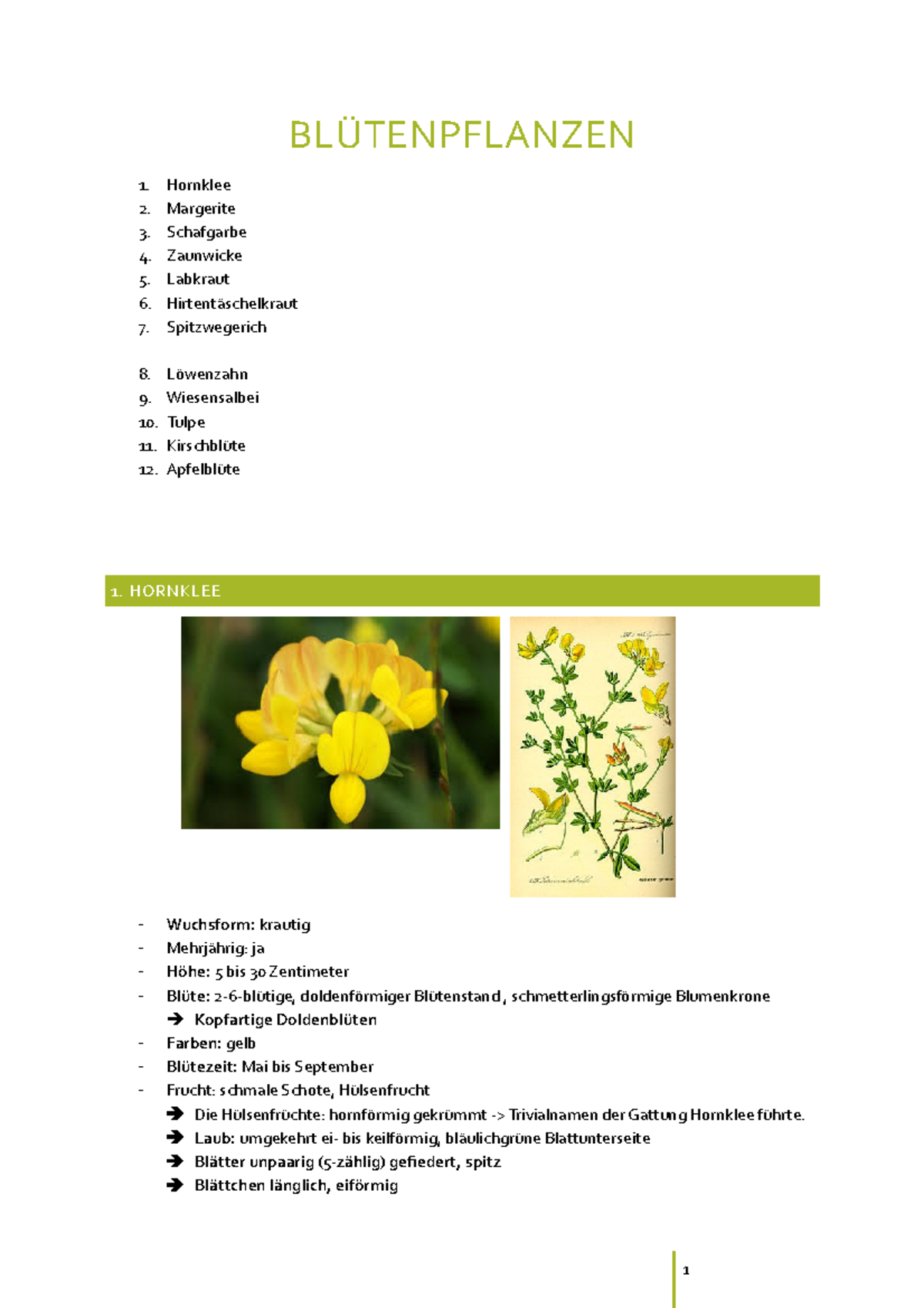 Pflanzenliste Michelle Ederle 1. 2. 3. 4. 5. 6. 7. Hornklee Margerite