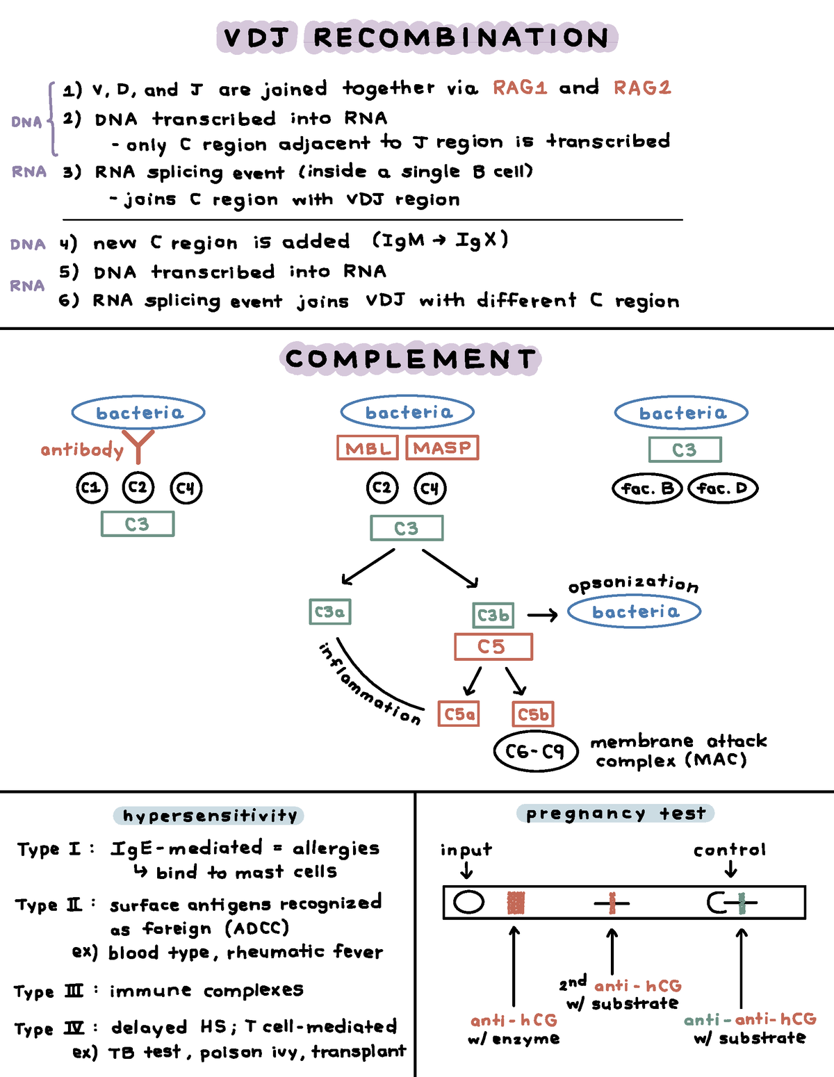 Microbiology Review - VDJ RECOMBINATION ####### 1) V.D J Are Joined ...