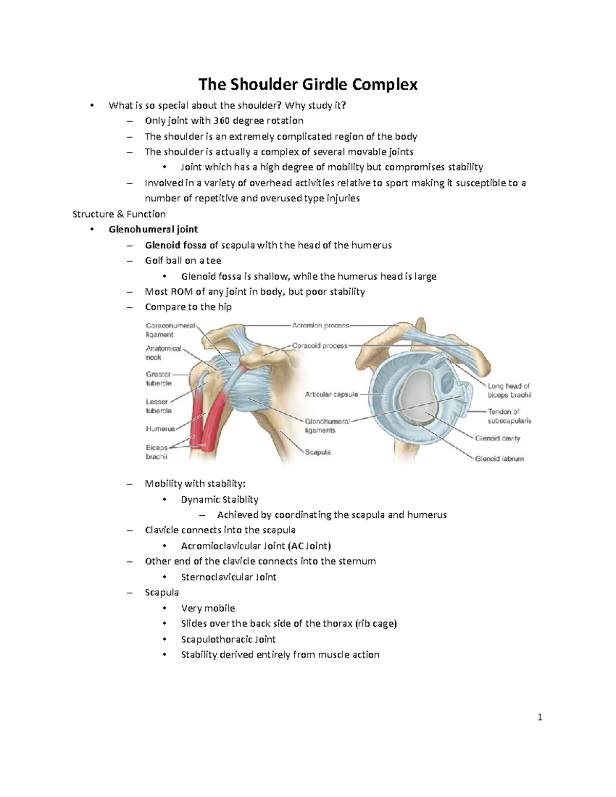 Shoulder Muscle unit - The Shoulder Girdle Complex What is so special ...