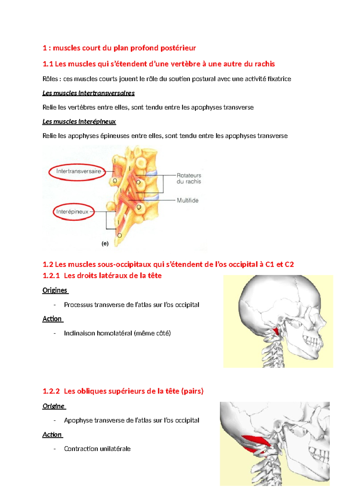 Muscles court du plan profond - 2 Les droits latéraux de la tête ...