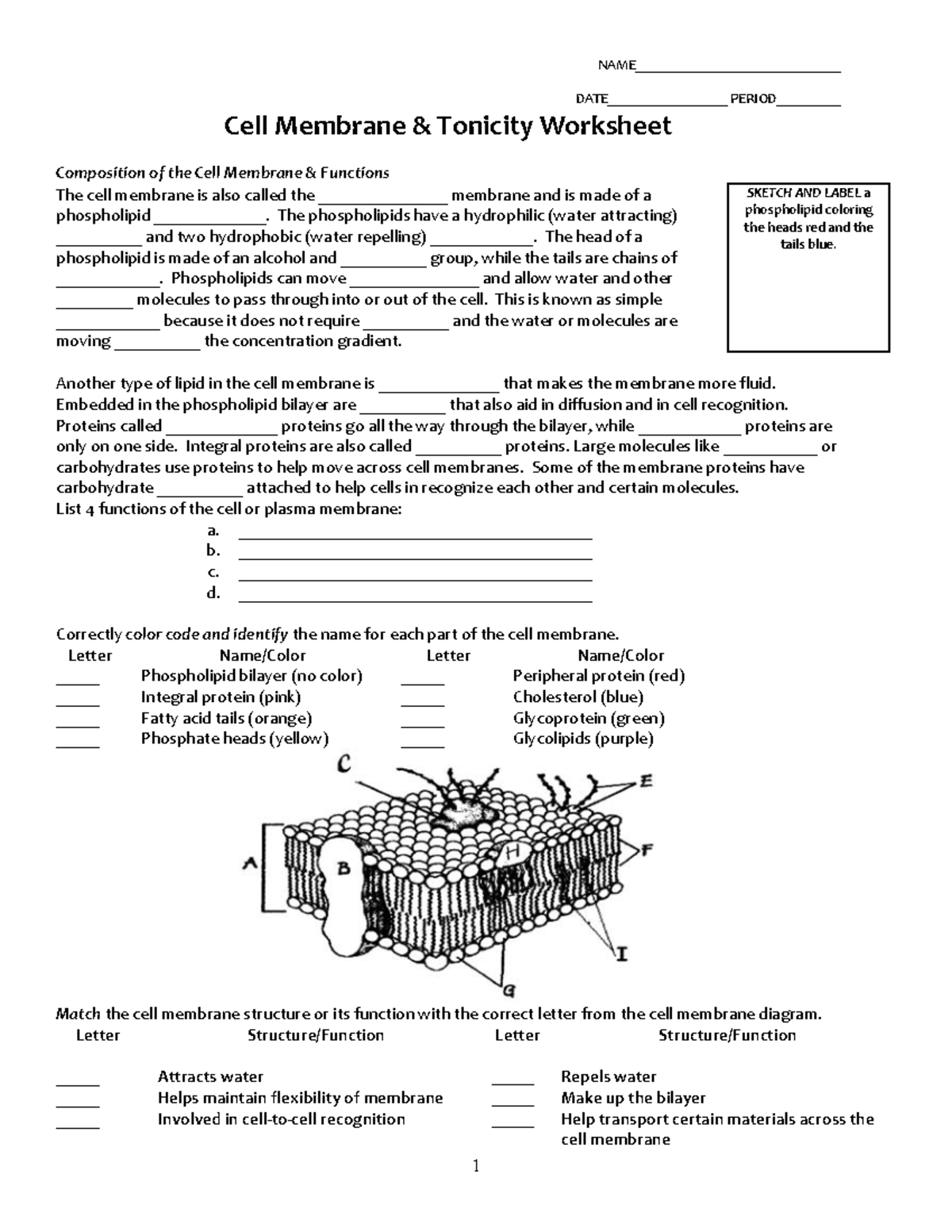 Cell  membrane-tonicity-worksheet- cells worksheet - MCDB 5 Pertaining To Cell  Membrane And Tonicity Worksheet