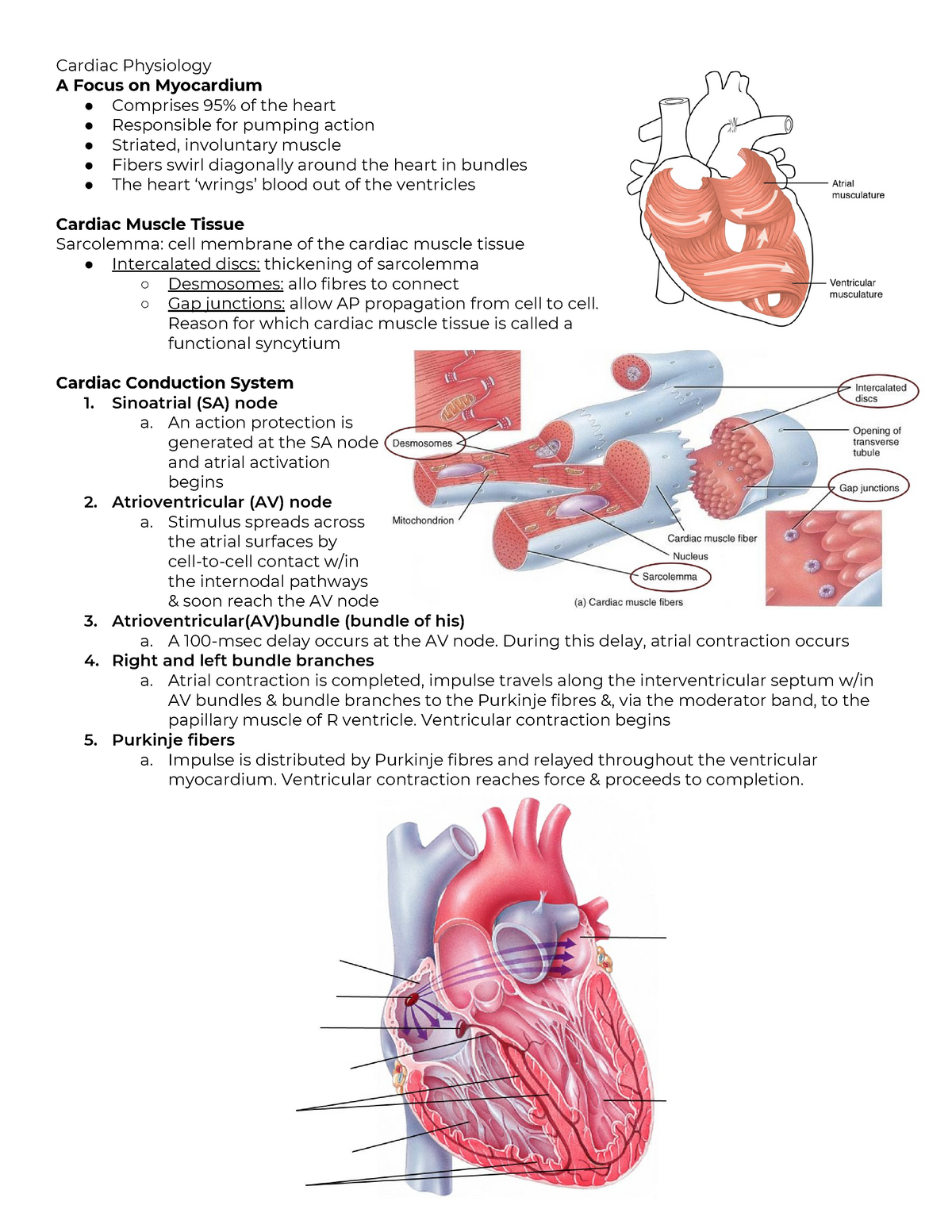 desmosomes in cardiac muscle