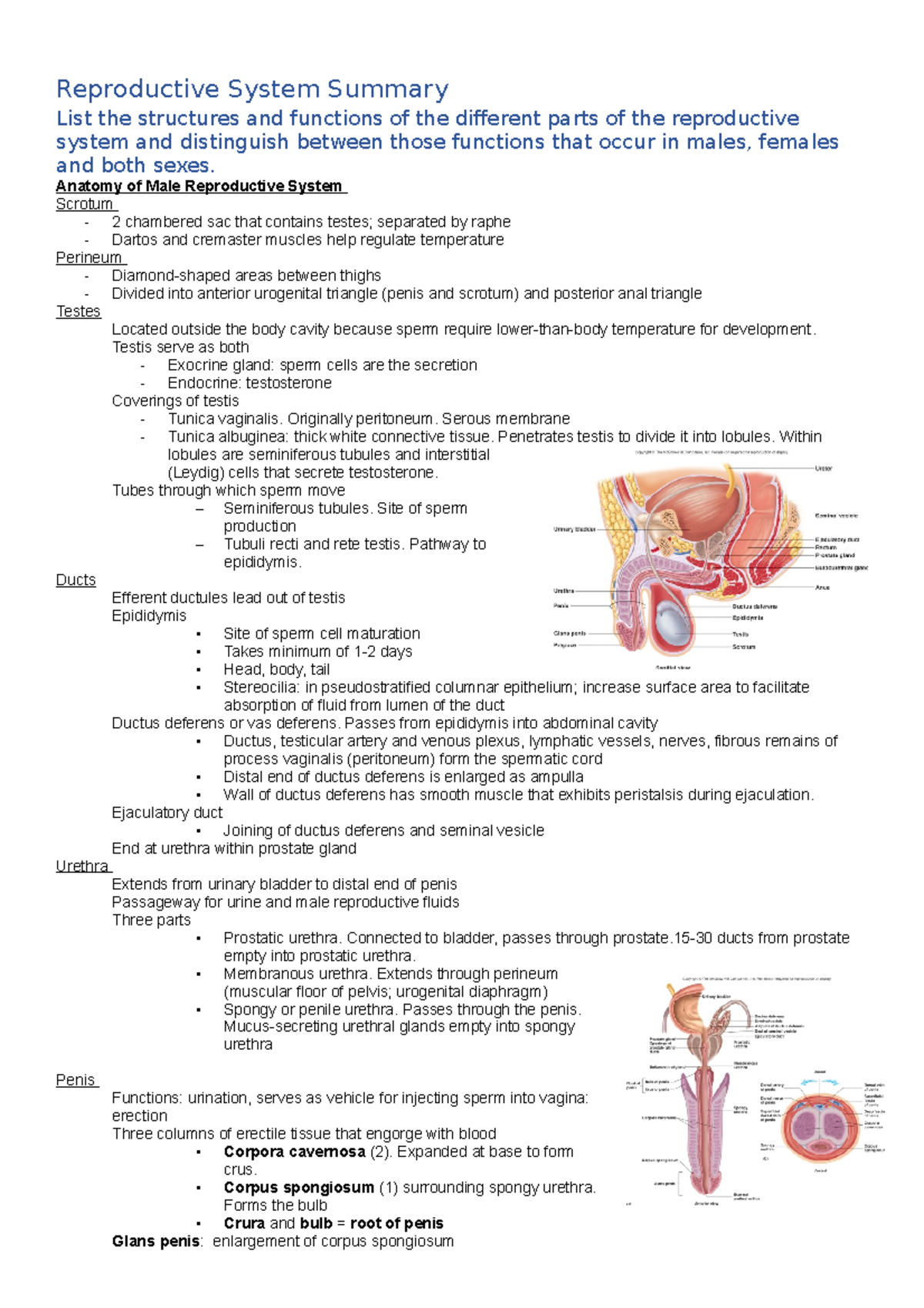 Reproductive System Summary - Anatomy of Male Reproductive System ...