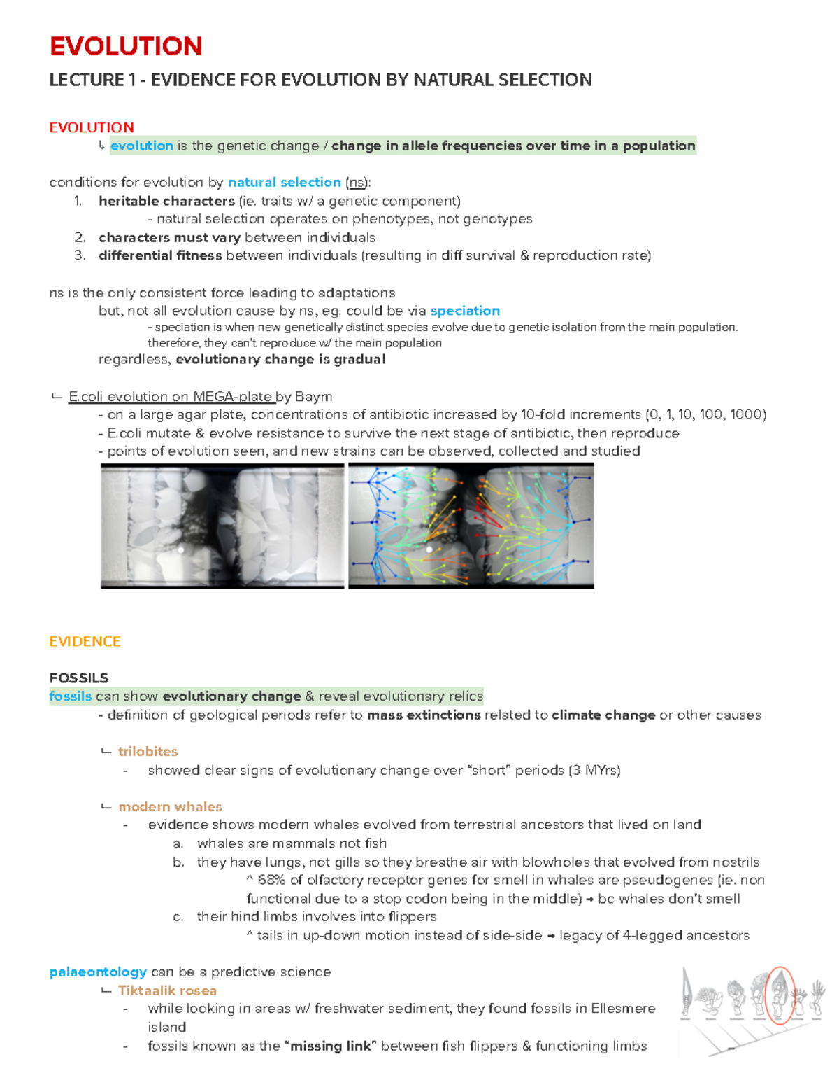 LEC1 (Evolution) - Genes, Evolution and Development BIOL10521 ...