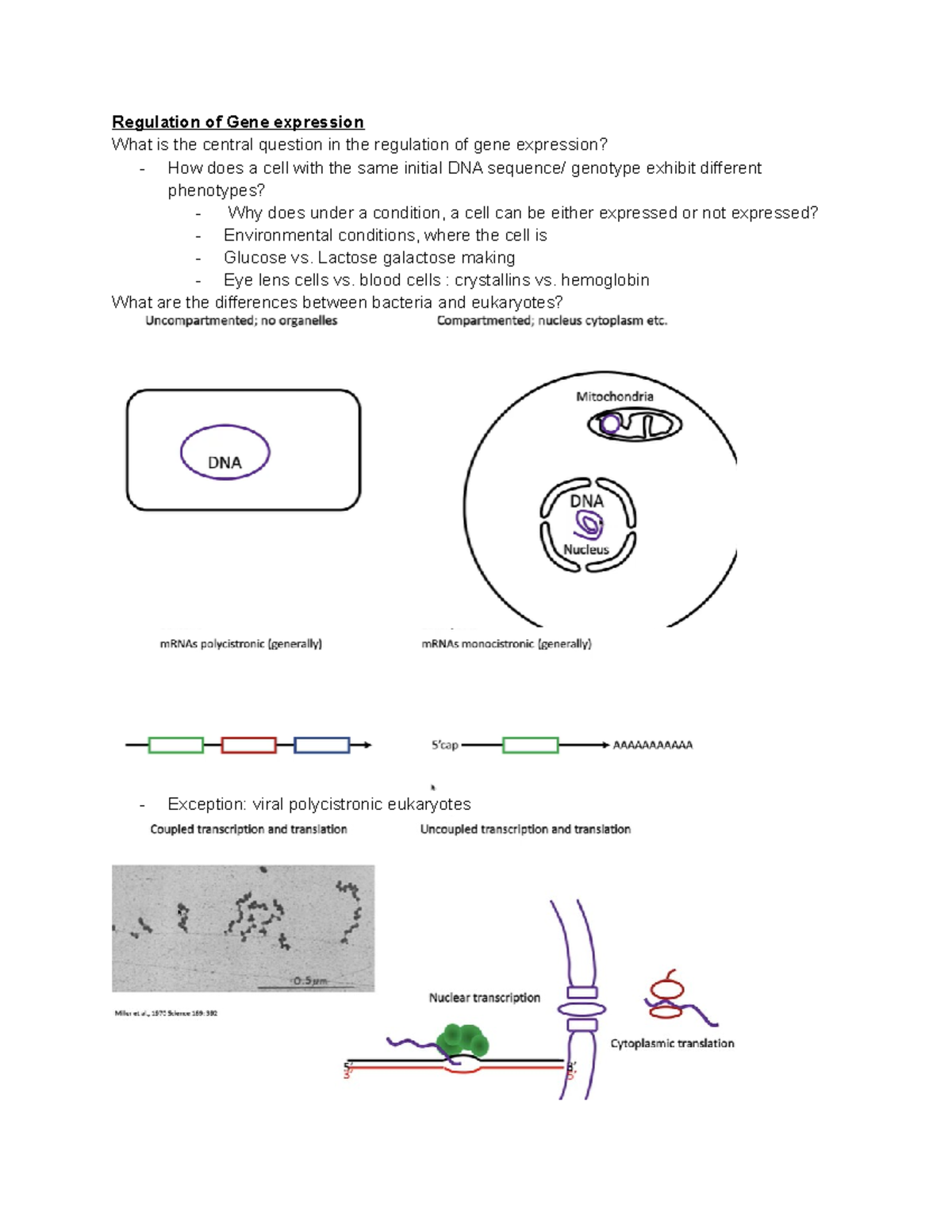 Week 6 lectures - Genetics notes - Regulation of Gene expression What ...