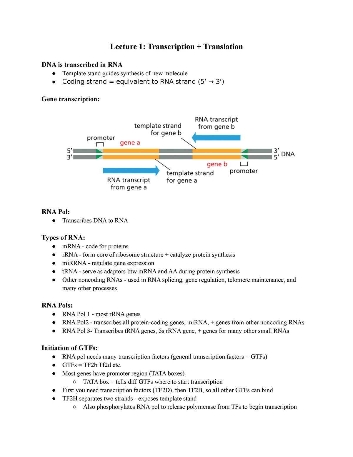 Lecture 1 Molecular Biology - Lecture 1: Transcription + Translation ...