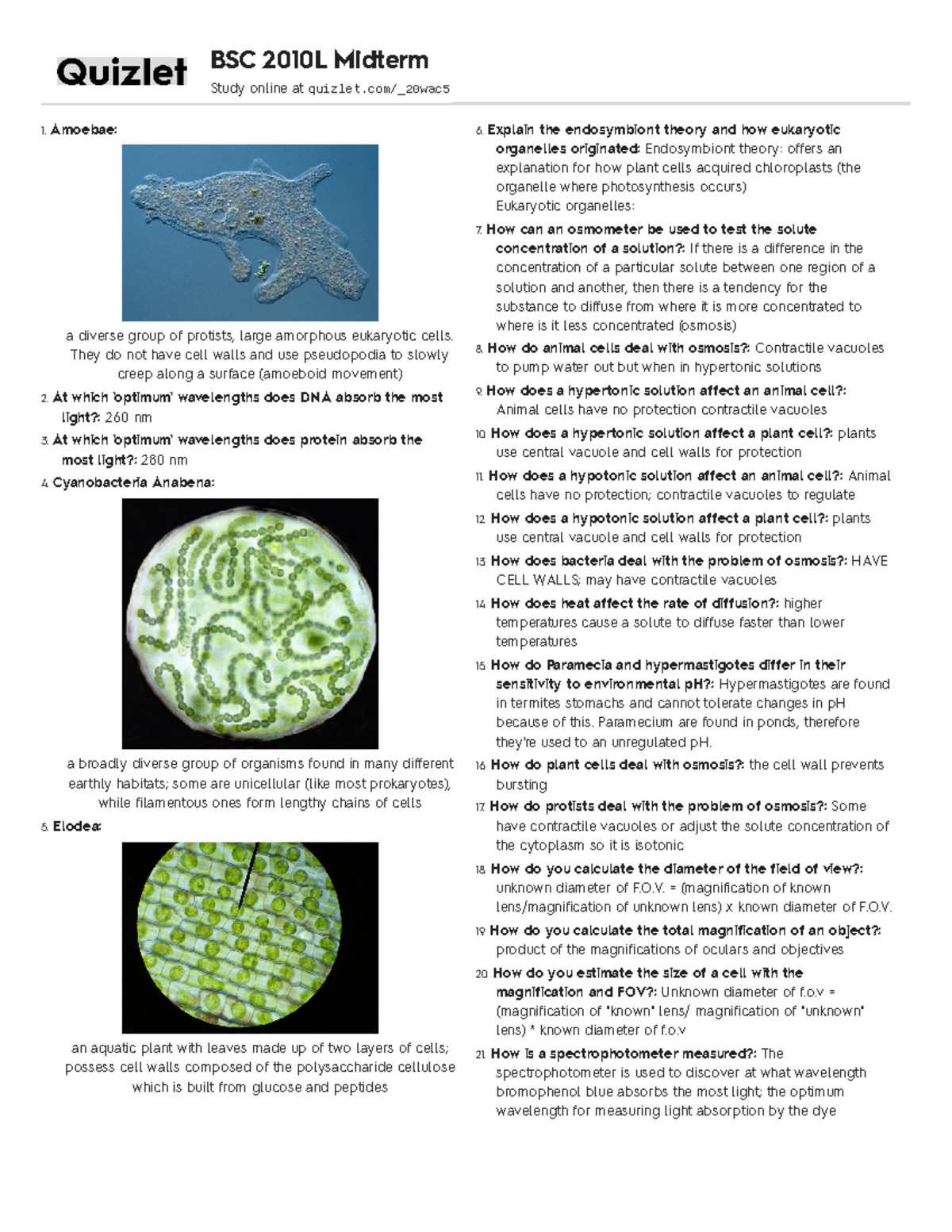 BSC2010 Lab Midterm Quizlet Amoebae a diverse group of protists