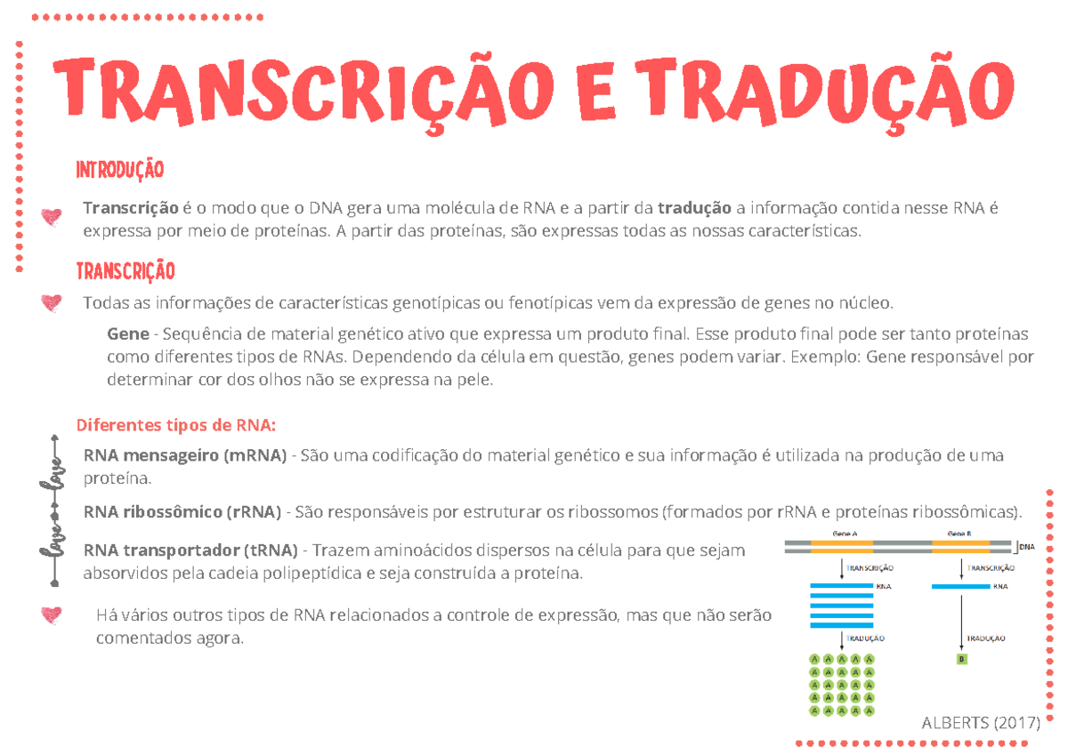 Esquema representativo do mecanismo de transcrição, tradução e