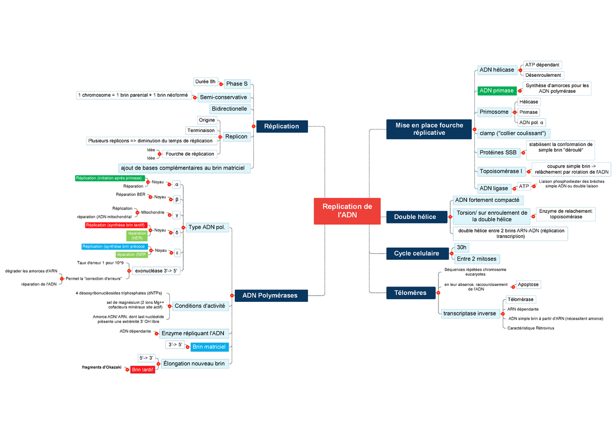 Mind Map Réplication De Ladn Atp Dépendant Désenroulement Adn Hélicase Synthèse Damorces 7049