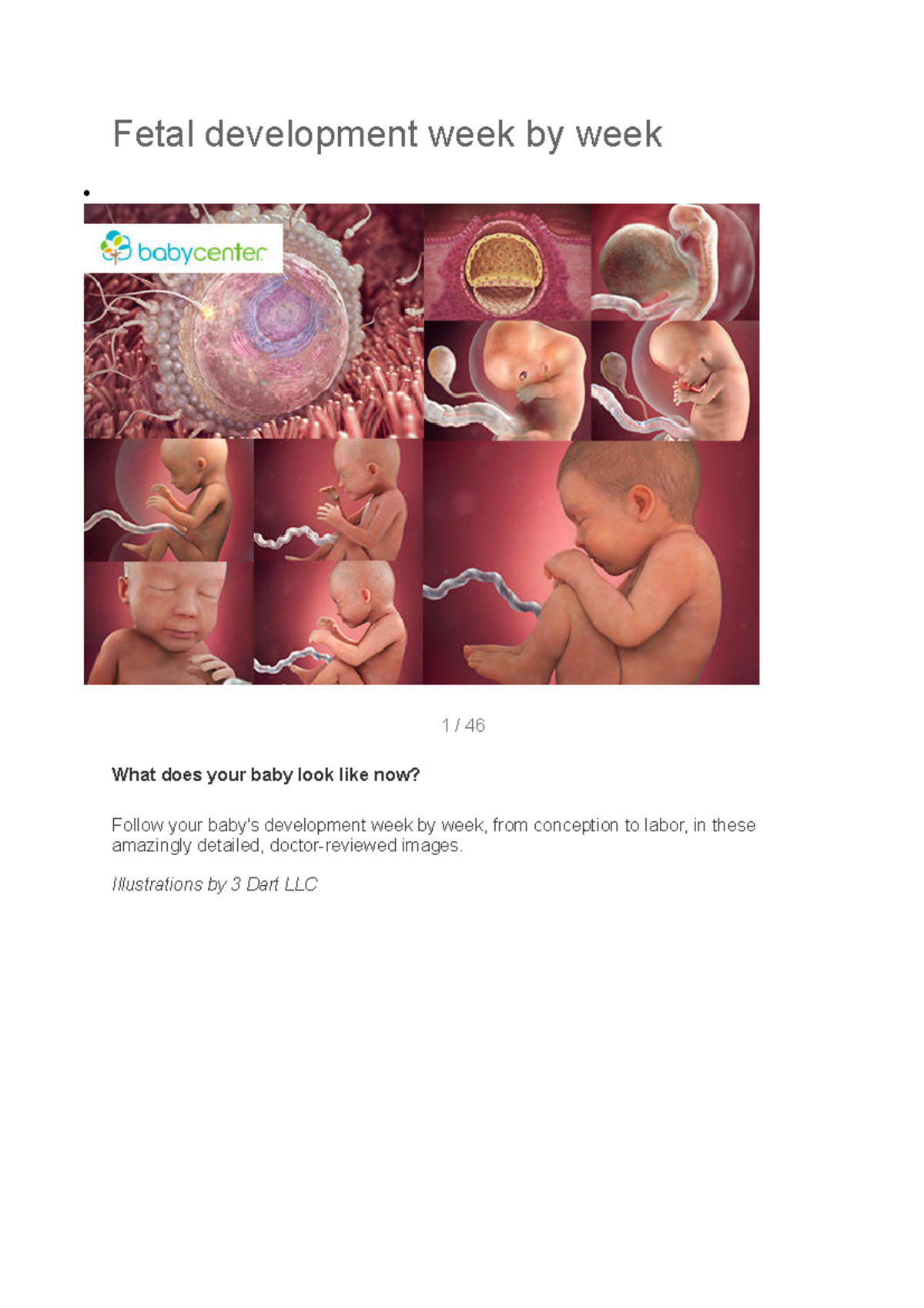 Weekly development of fetus - Fetal development week by week 1 / 46 ...