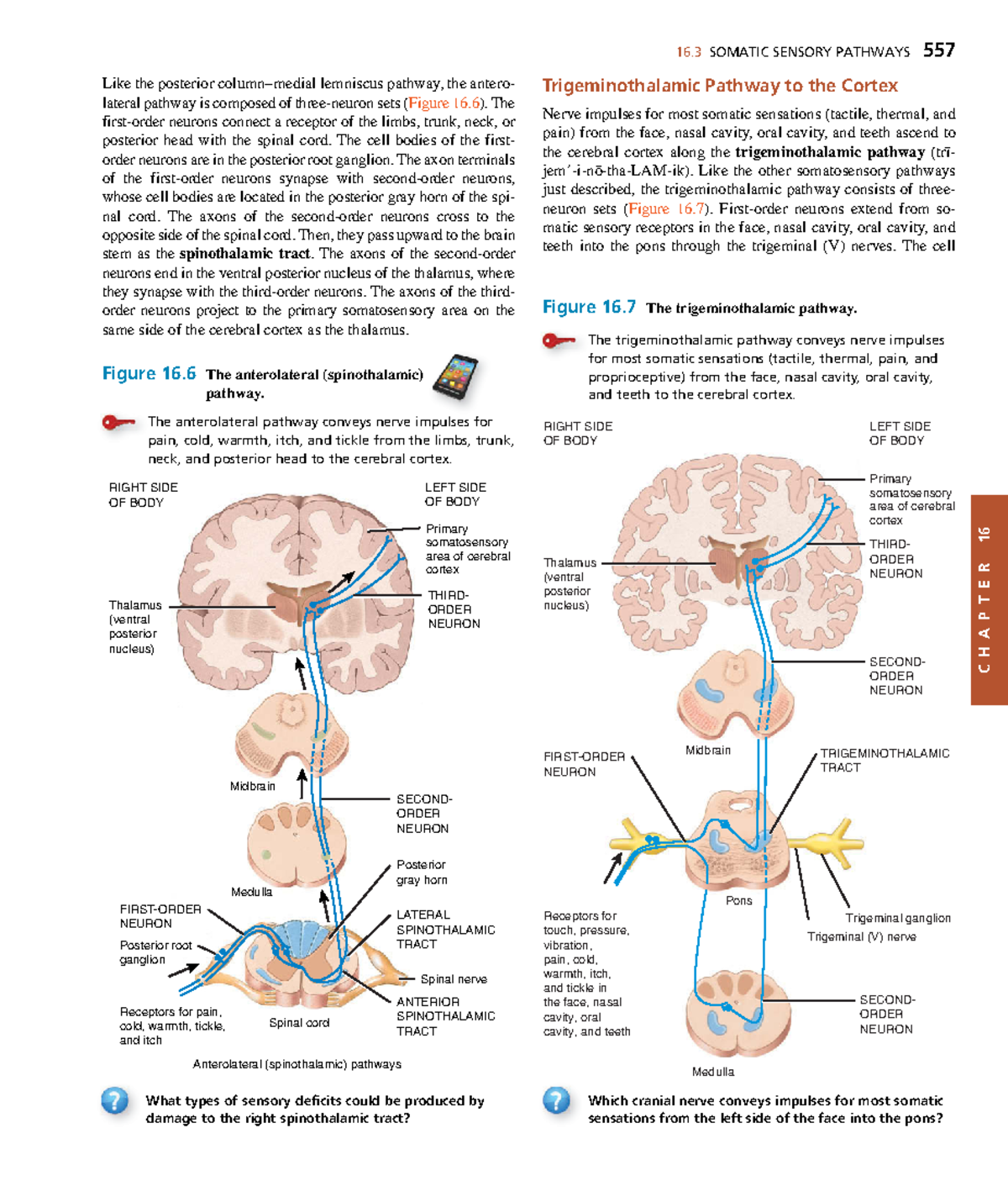 Anatomyand Physiology-197 - C H A P T E R 16 16 SOMATIC SENSORY ...