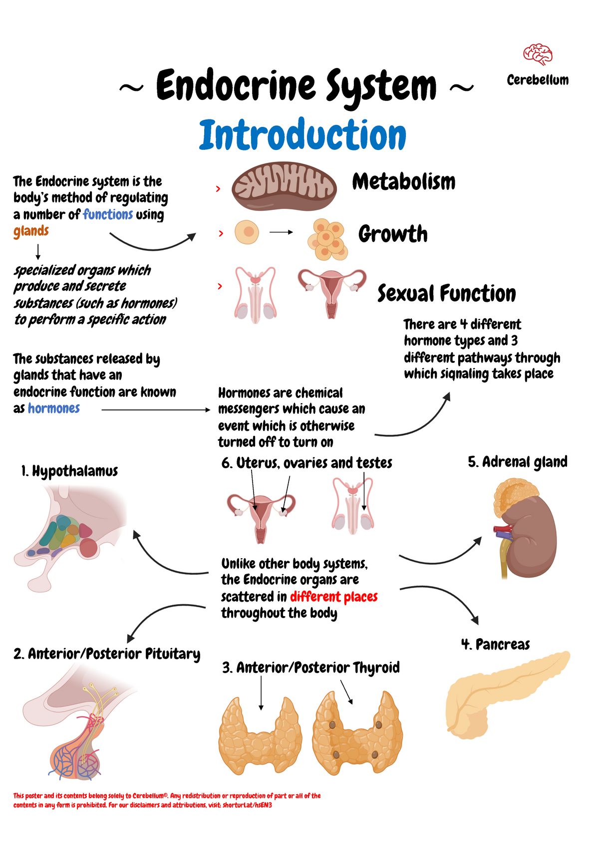 Endocrinology Introduction - ~ Endocrine System ~ Introduction The ...