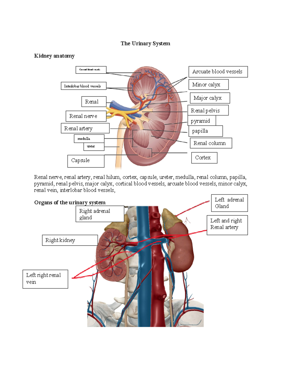 Unit 3 online Workpages - The Urinary System Kidney anatomy Renal nerve ...