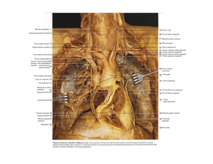 Celda prostática: Próstata, Neuroanatomía de Porrero - Celda prostática ...